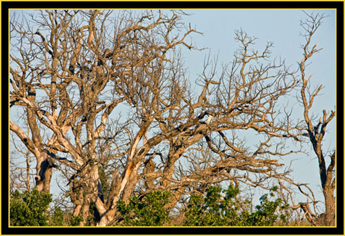 Trees in the Wichita Mountains Wildlife Refuge