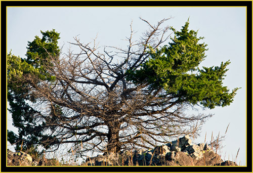 Tree in the Wichita Mountains Wildlife Refuge