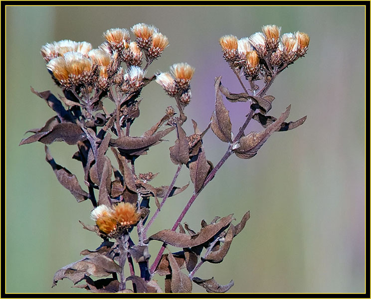 Plant in the Grassland - Wichita Mountains Wildlife Refuge