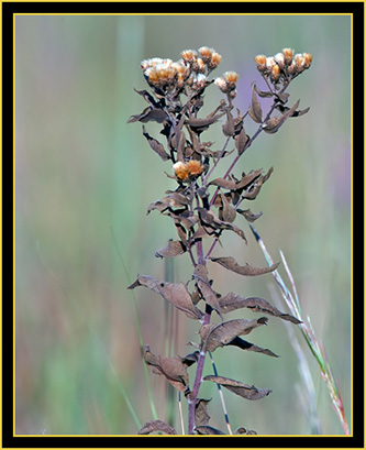 Plant in the Grassland - Wichita Mountains Wildlife Refuge