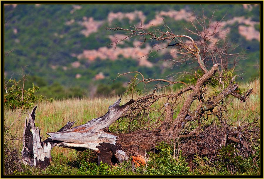 Dead Tree on the Prairie - Wichita Mountains Wildlife Refuge