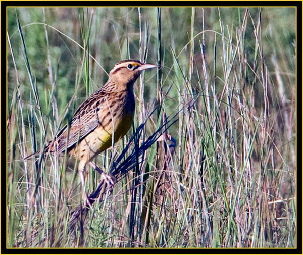 Eastern Meadowlark in the Grassland - Wichita Mountains Wildlife Refuge