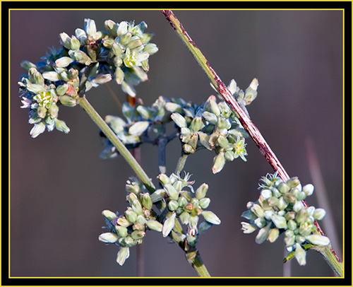 Plant in the Grassland - Wichita Mountains Wildlife Refuge