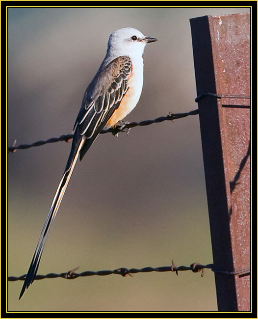 Sissor-tailed Flycatcher - Wichita Mountains Wildlife Refuge