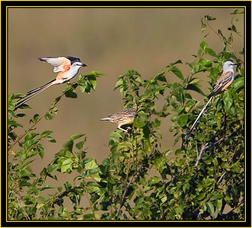 Eastern Meadowlark and Scissor-tailed Flycatchers - Wichita Mountains Wildlife Refuge