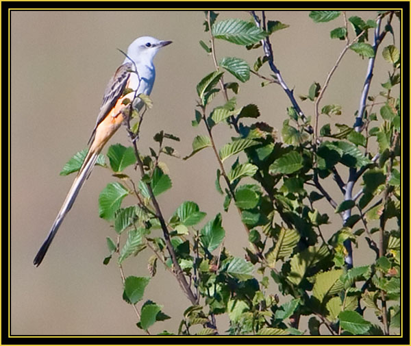 Scissor-tailed Flycatcher - Wichita Mountains Wildlife Refuge