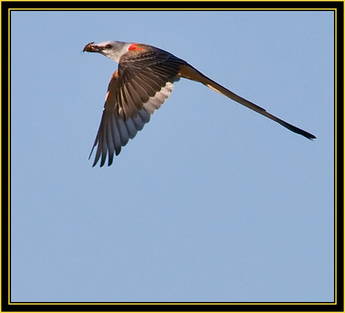 Scissor-tailed Flycatcher in Flight with Catch - Wichita Mountains Wildlife Refuge