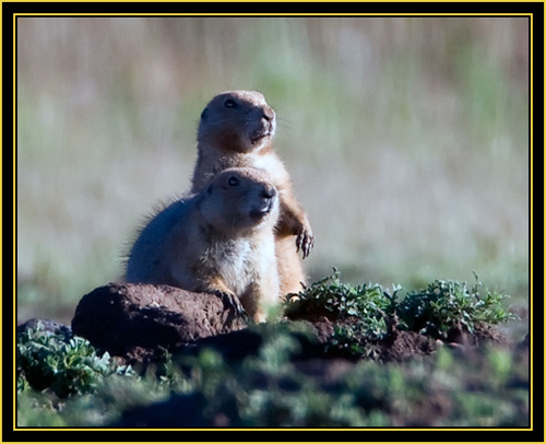 Black-tailed Prairie Dogs at Alert - Wichita Mountains Wildlife Refuge