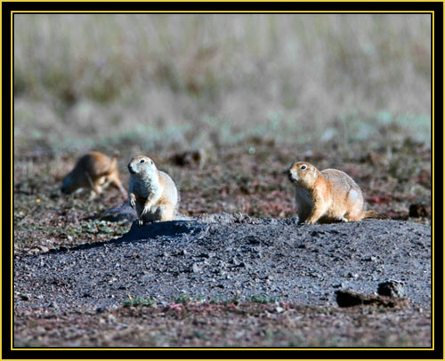 Black-tailed Prairie Dogs at Alert - Wichita Mountains Wildlife Refuge