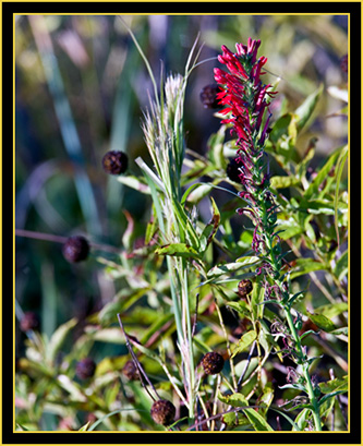 Plant in the Grassland - Wichita Mountains Wildlife Refuge