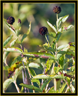 Plant in the Grassland - Wichita Mountains Wildlife Refuge