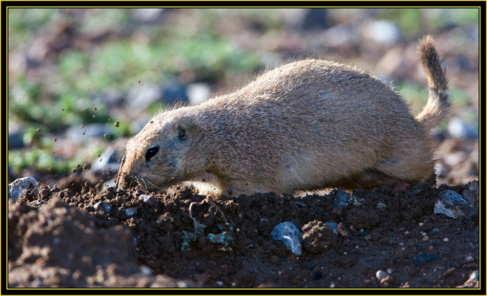 Black-tailed Prairie Dog Burrowing - Wichita Mountains Wildlife Refuge