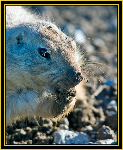 Black-tailed Prairie Dog - Wichita Mountains Wildlife Refuge