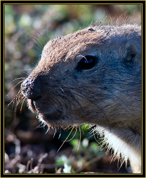 Black-tailed Prairie Dog - Wichita Mountains Wildlife Refuge