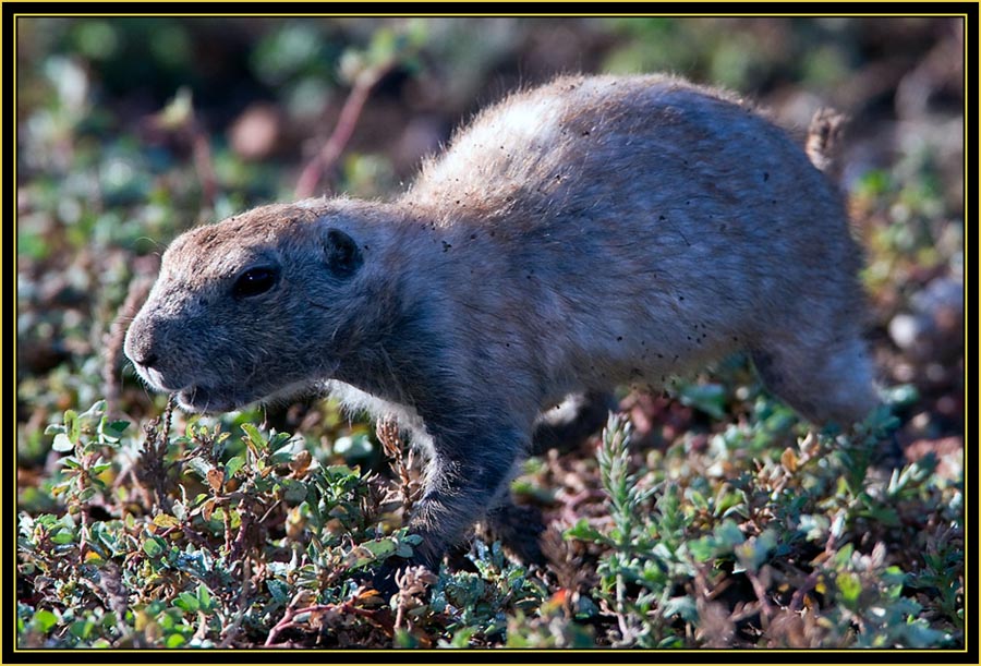 Young Black-tailed Prairie Dog - Wichita Mountains Wildlife Refuge