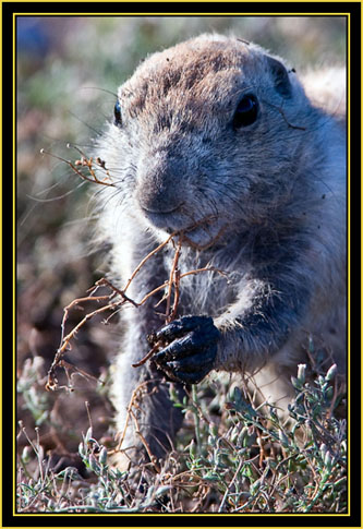 Black-tailed Prairie Dog - Wichita Mountains Wildlife Refuge