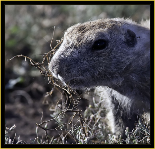 Black-tailed Prairie Dog - Wichita Mountains Wildlife Refuge