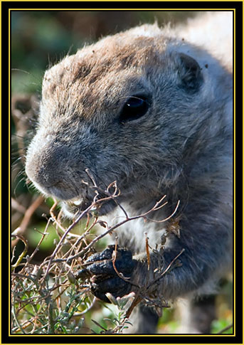 Black-tailed Prairie Dog - Wichita Mountains Wildlife Refuge