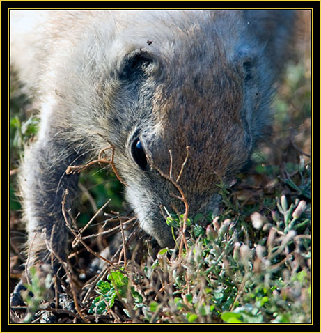 Black-tailed Prairie Dog - Wichita Mountains Wildlife Refuge