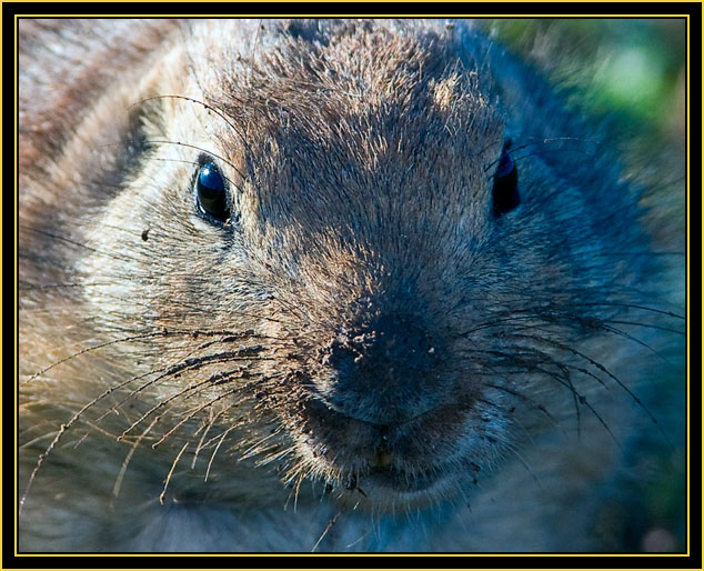 Black-tailed Prairie Dog - Wichita Mountains Wildlife Refuge