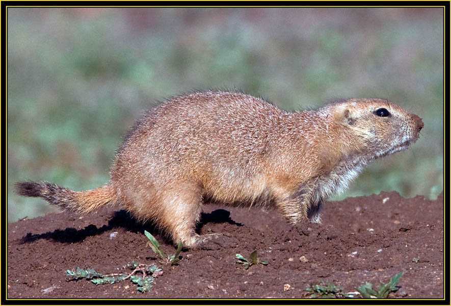 Black-tailed Prairie Dog Burrowing - Wichita Mountains Wildlife Refuge