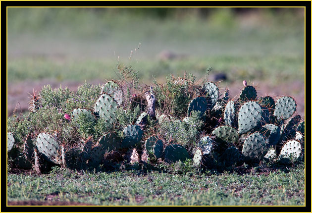 Prickly-pear Cactus on the Prairie - Wichita Mountains Wildlife Refuge