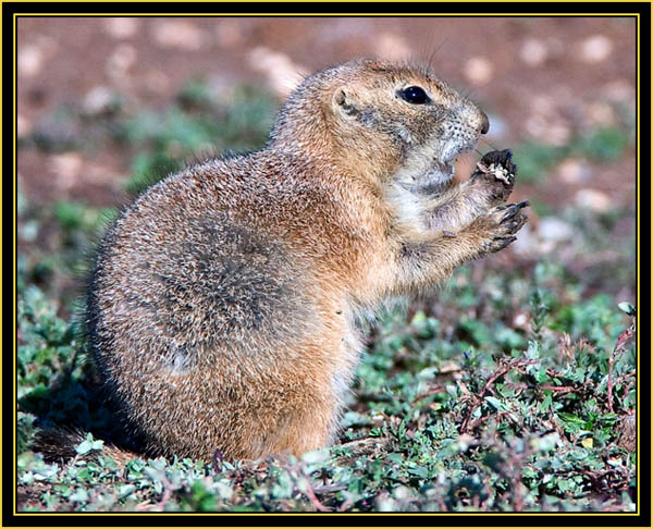 Black-tailed Prairie Dog Foraging - Wichita Mountains Wildlife Refuge