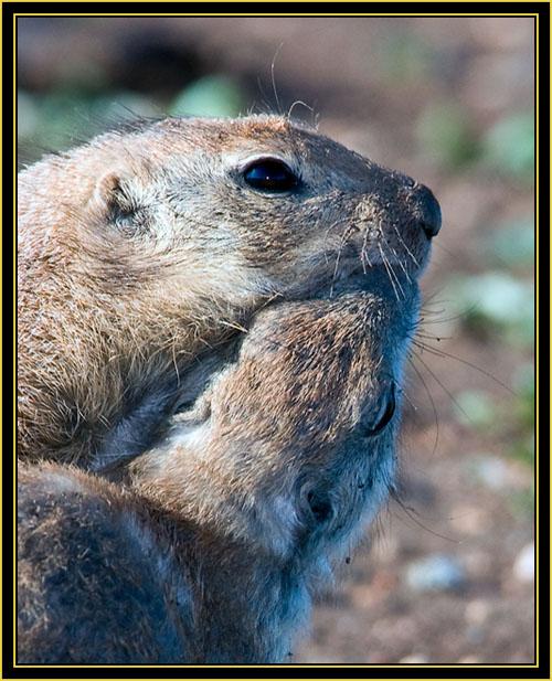 Black-tailed Prairie Dogs - Wichita Mountains Wildlife Refuge