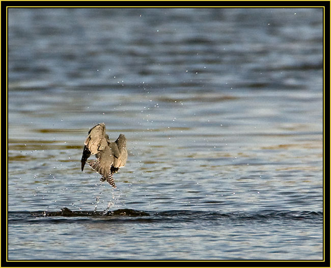 Belted Kingfisher Strike - Wichita Mountains Wildlife Refuge