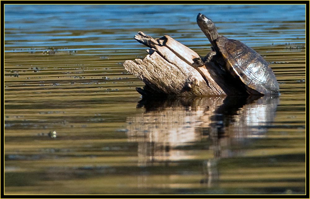 Reflected Turtle - Quanah Parker Lake - Wichita Mountains Wildlife Refuge