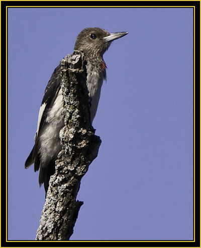 Juvenile Red-headed Woodpecker - Wichita Mountains Wildlife Refuge