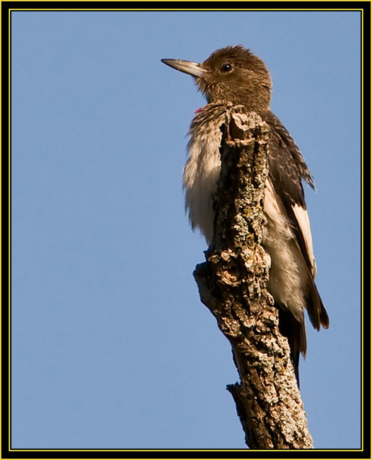 Juvenile Red-headed Woodpecker - Wichita Mountains Wildlife Refuge