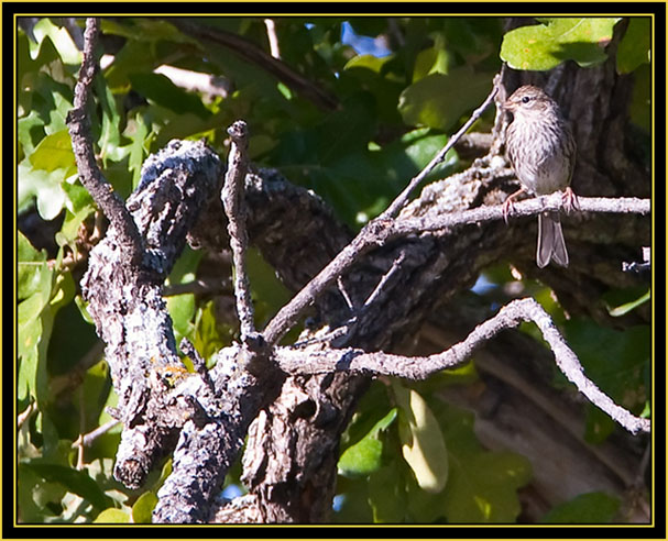 Song Sparrow - Wichita Mountains Wildlife Refuge