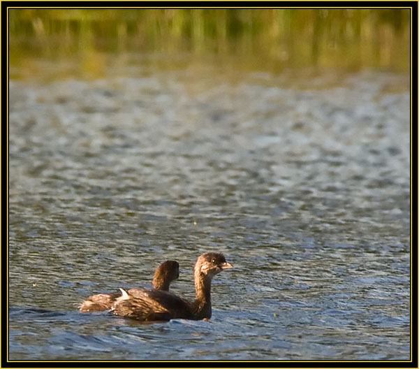 Pied-billed Grebes - Wichita Mountains Wildlife Refuge