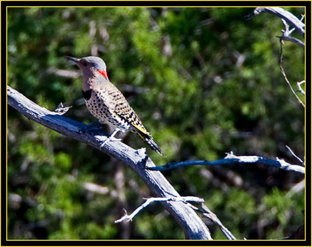 Northern Flicker - Quanah Parker Lake - Wichita Mountains Wildlife Refuge