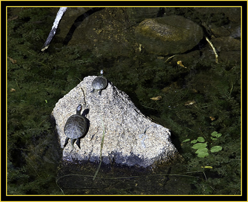 Red-eared Sliders from Above - Quanah Parker Lake - Wichita Mountains Wildlife Refuge