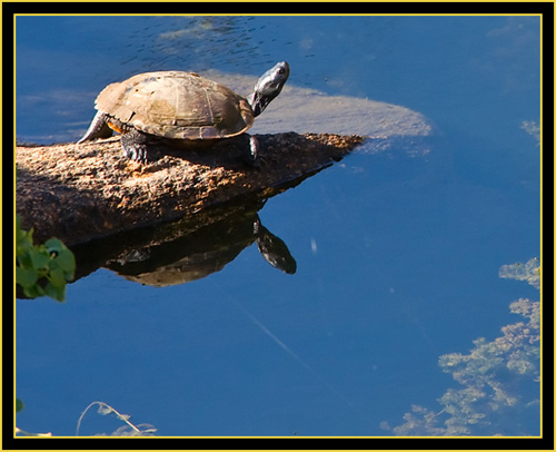 Turtle from Above - Quanah Parker Lake - Wichita Mountains Wildlife Refuge