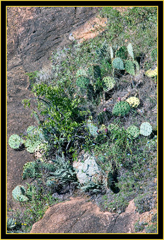 Cactus on the Hillside, Quanah Parker Lake - Wichita Mountains Wildlife Refuge