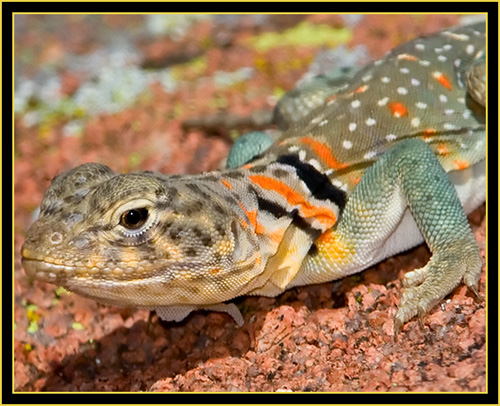 Collared Lizard (Crotaphytus collaris) - Wichita Mountains Wildlife Refuge