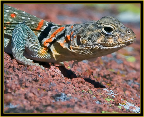Collared Lizard (Crotaphytus collaris) - Wichita Mountains Wildlife Refuge