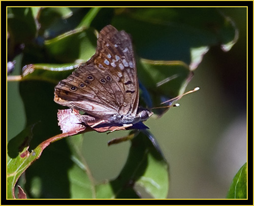 Butterfly - Wichita Mountains Wildlife Refuge