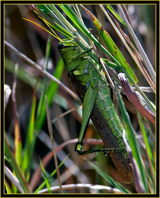 Grasshopper - Wichita Mountains Wildlife Refuge