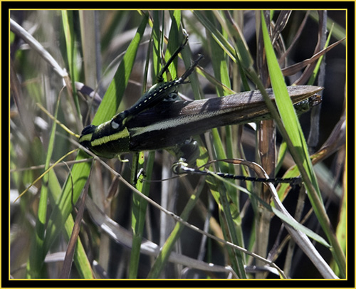 Grasshopper - Wichita Mountains Wildlife Refuge