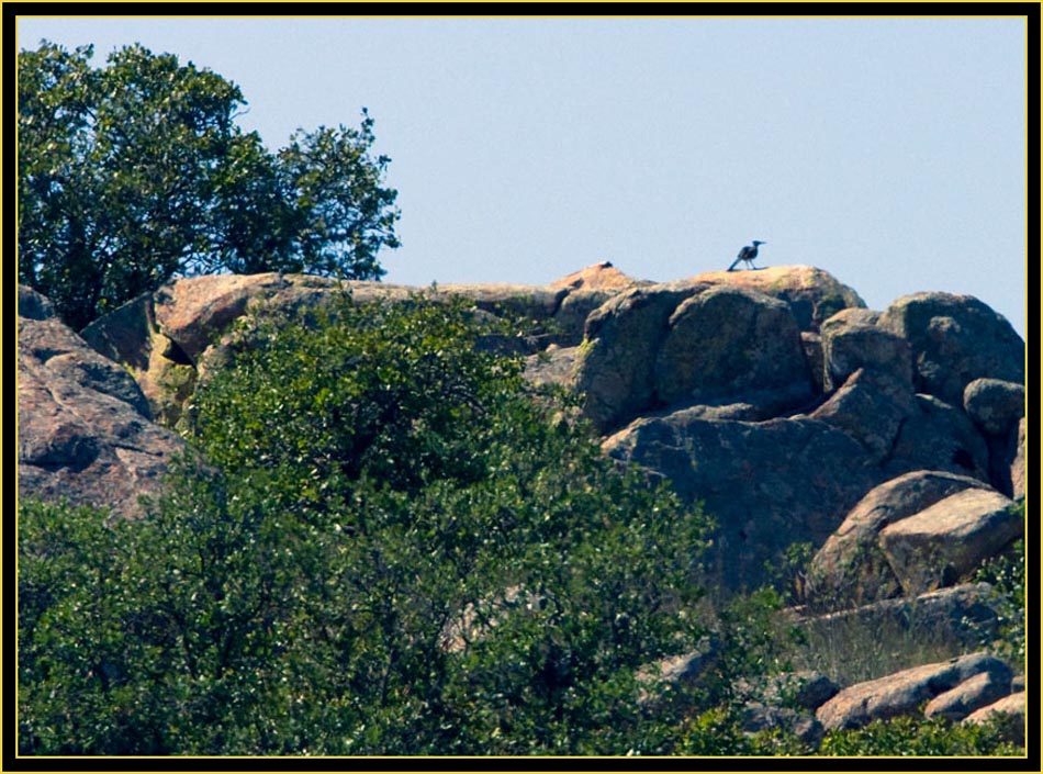 Greater Roadrunner- Wichita Mountains Wildlife Refuge