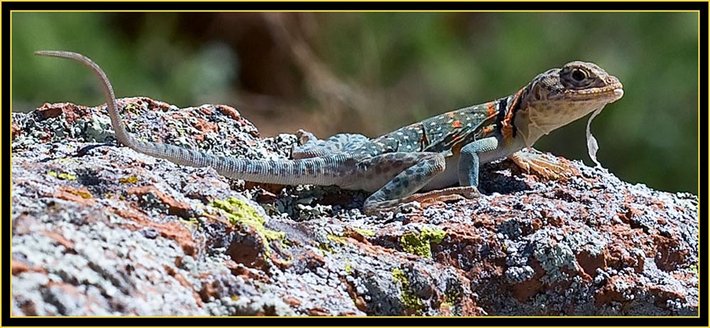Collared Lizard (Crotaphytus collaris) - Wichita Mountains Wildlife Refuge