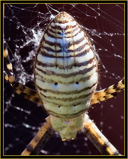 Banded Garden Spider (Argiope trifascita) - Wichita Mountains Wildlife Refuge