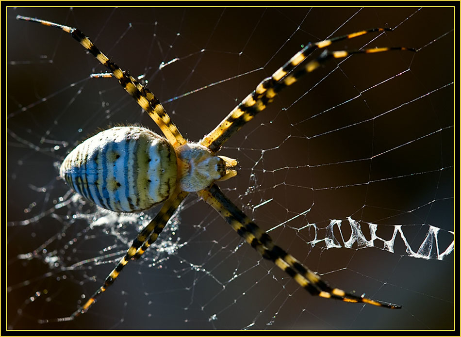 Banded Garden Spider (Argiope trifascita) - Wichita Mountains Wildlife Refuge