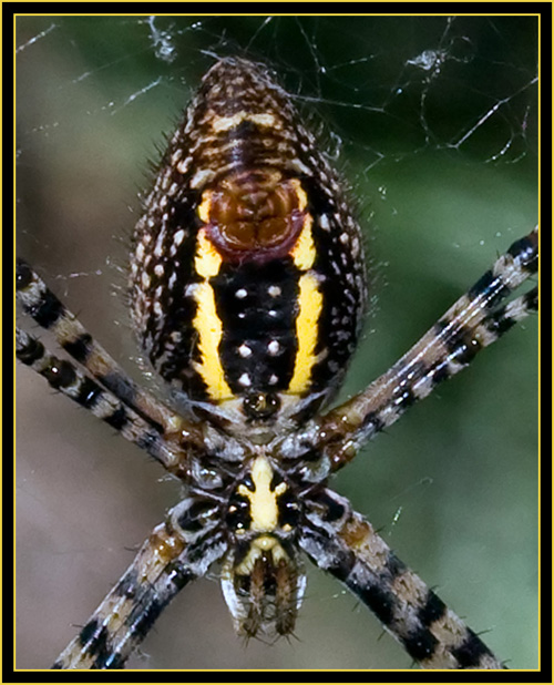 Banded Garden Spider (Argiope trifascita) - Wichita Mountains Wildlife Refuge