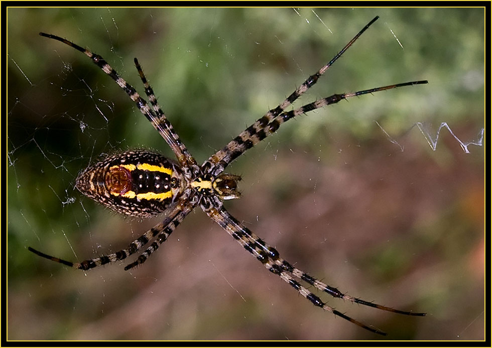 Banded Garden Spider (Argiope trifascita) - Wichita Mountains Wildlife Refuge