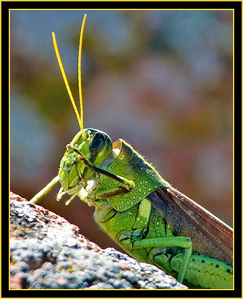 Grasshopper Salute - Wichita Mountains Wildlife Refuge